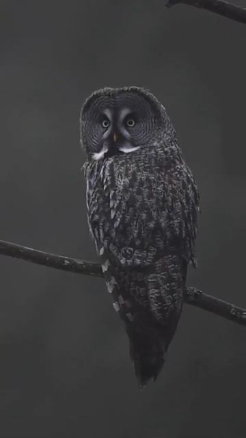 All Most Revered смотреть онлайн