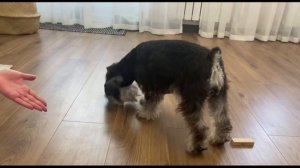 Выборка предмета-отличное упражнение для развития вашей собаки 🐶 #дрессировка#цвергшнауцер