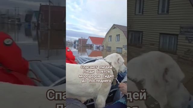 Люди ждут, когда вода пойдет на спад. Орск 08.04.2024 #рекомендации