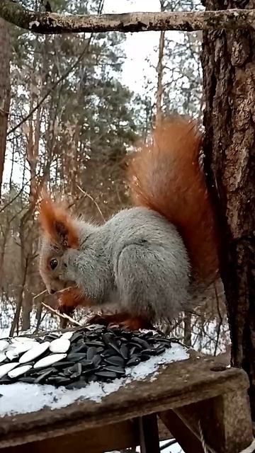 Белочка в лесу смотреть онлайн