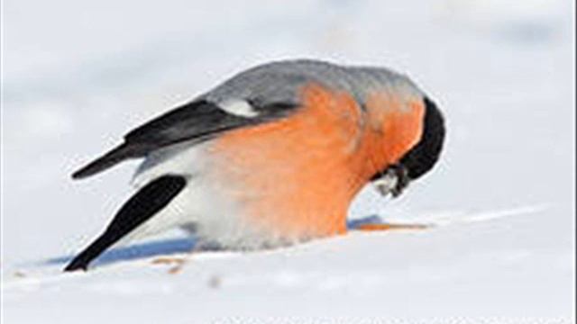 СНЕГИРИ смотреть онлайн