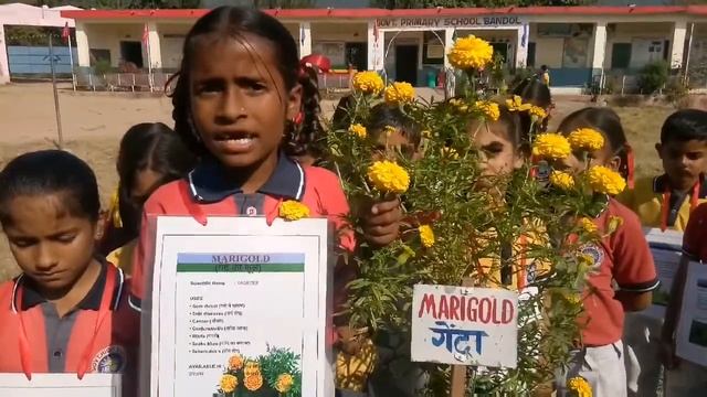 Herbal Garden (Medicinal plant-Marigold) GPS BANDOL(KANGRA)HP, voice of children смотреть онлайн