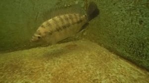 Мальки тиляпии