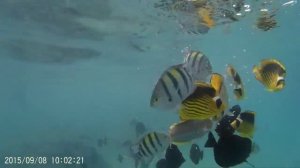 Ихтиофауна Красного Моря. Сентябрь 2015