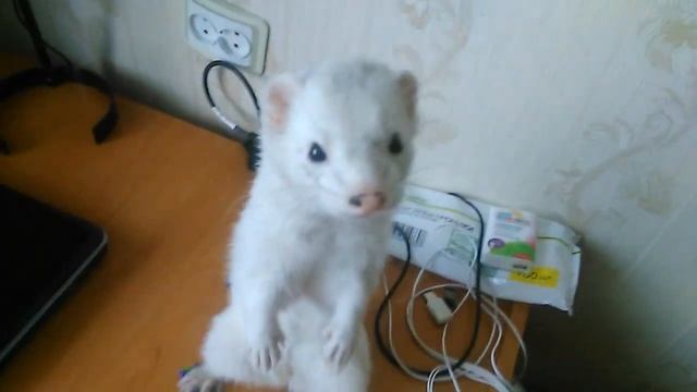Ferret,sleepy ferret,Ferret Хорек играет смотреть онлайн