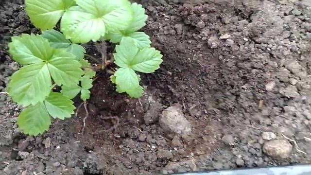 Высаживаем саженцы земляники в открытый грунт  #земляникаремонтантная