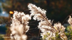 Olympus E-PL2 in 2021