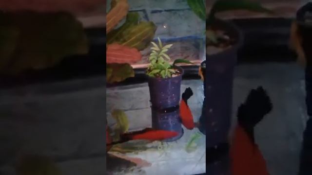 Меченоскц Красный Вэгтэйл , Дорсальный плавник формы SailFin смотреть онлайн