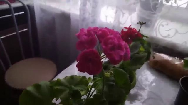 Жизнь пенсионеровгорячие бутерброды 