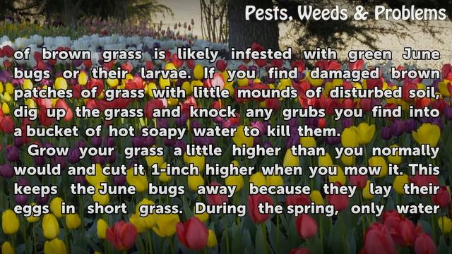 How to Get Rid of a Green June Beetle смотреть онлайн