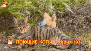 Крутые коты у птичьего двора серия (187) 🐈🐈😹 Природа Абхазии и подворье с птицами и животными ❣