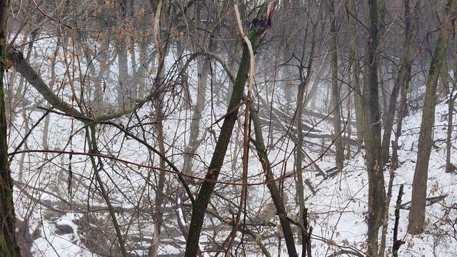 Белый #Снег Превращается в Пар над Оврагом - Зимний Туман и #Лес, Интересная #Природа Украины 4к