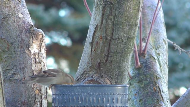 Красивые птицы для кошек, смотреть онлайн