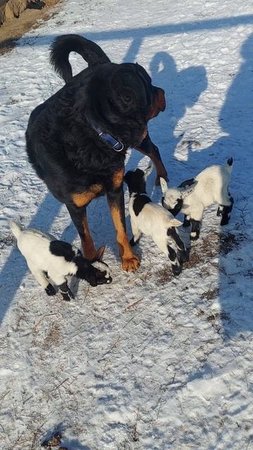 Папа 😃