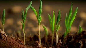 Озимые сельскохозяйственные культуры пережили экстремальную зимовку в Беларуси