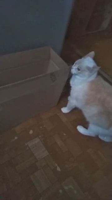 Это кошечка Лиза, старшая 14 лет. смотреть онлайн