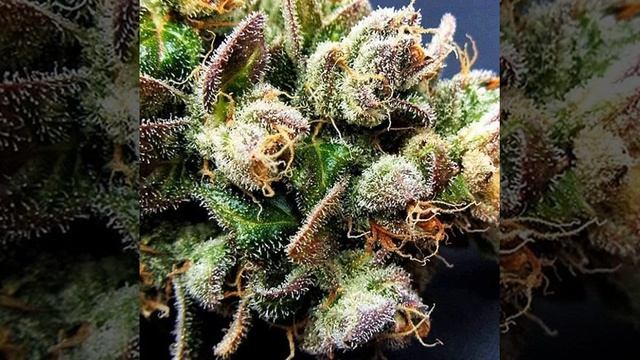 Качают бошки смотреть онлайн