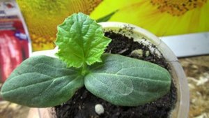 ПОСЕВЫ 2025-62. Задумчивый Огурец КРОКОЗЯБА рванул и догнал всех остальных!