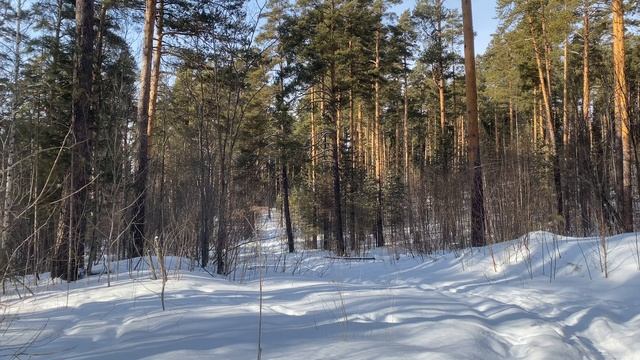 Лесная дорога
