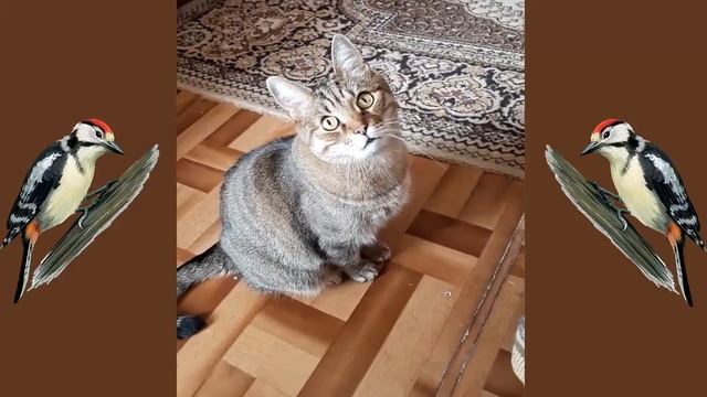 Барсик слушает звуки дятла смотреть онлайн