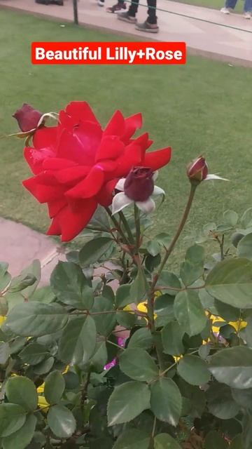 Beautiful Lilly+Rose смотреть онлайн