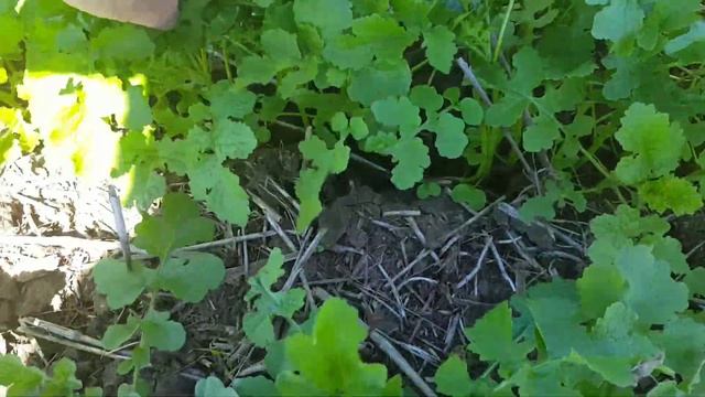 Горчица белая смотреть онлайн