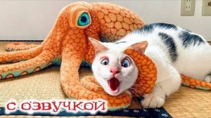 Приколы с котами! СМЕШНЫЕ КОТЫ 2025! С озвучкой! Самые смешные животные!