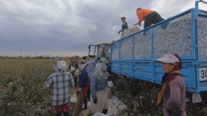 Кадр дня: в Узбекистане впервые вырастили органический хлопок