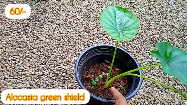 Plants for sale