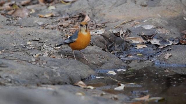 Orange-headed Thrush (Zoothera citrina cyanota) смотреть онлайн