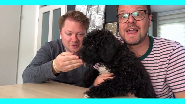 Our Labradoodle puppy tries 3 snacks [ Tasty Thursday Dog Special ] смотреть онлайн