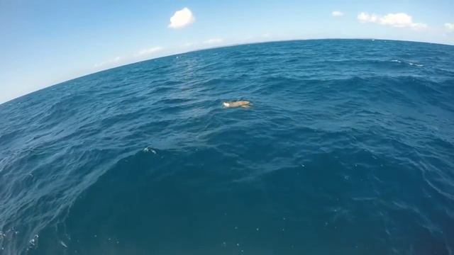 Inhaca Island, Mozambique смотреть онлайн