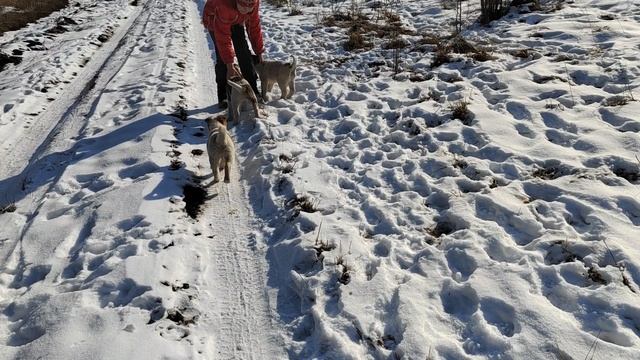 щенки 🐶