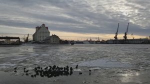 Лысухи зимуют в Калининграде