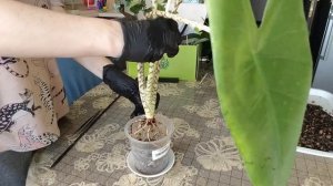 Пересадка алоказии Зебрина. А были ли клубни?