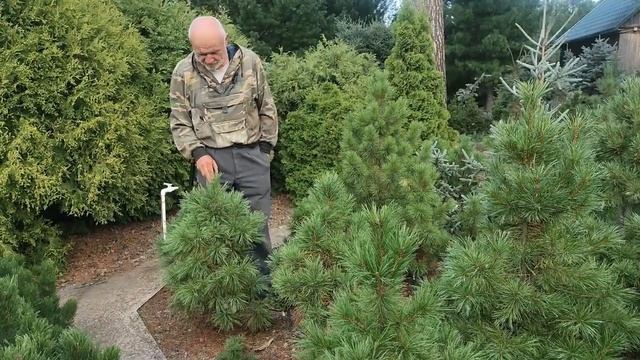 Средние по скорости роста семьи, производные от клонов ‘Плантационный’, ‘Изумруд’, ‘Он-и-Она’ (4) смотреть онлайн