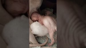 Семейка сфинксов