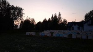 Ночной маэстро на пасеке