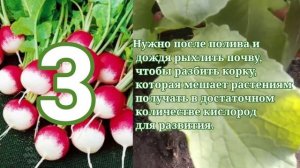 Как вырастить крупный, сочный редис, без горечи.