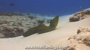 The Flamingo Divers Program in Cozumel , Mexico