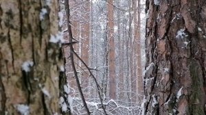 Музыка природы. Снегопад в лесу. Звуки птиц. Пение птиц. Ветер.