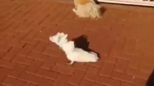 Какаду имитирует лай собак