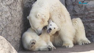 Медведица Хаарчаана -  символ и звезда Ленинградского зоопарка