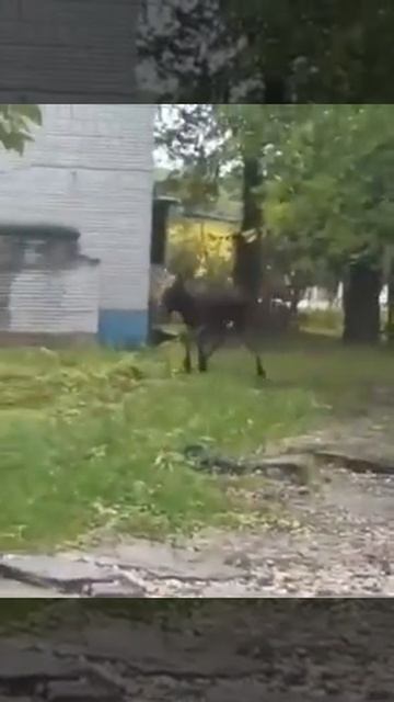 Раненый лось прибежал к зданию областной больницы. смотреть онлайн