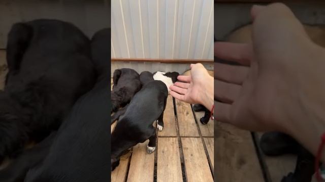 Лана Помощь Бездомным животным  А у нас во дворе #помощьбездомнымживотным #непокупайприюти