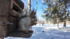 В гостях у белочки: прогулка по Берёзовой роще Новосибирска - замедленная съёмка 4K