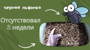 Отсутствовал 2 недели. Что произошло?