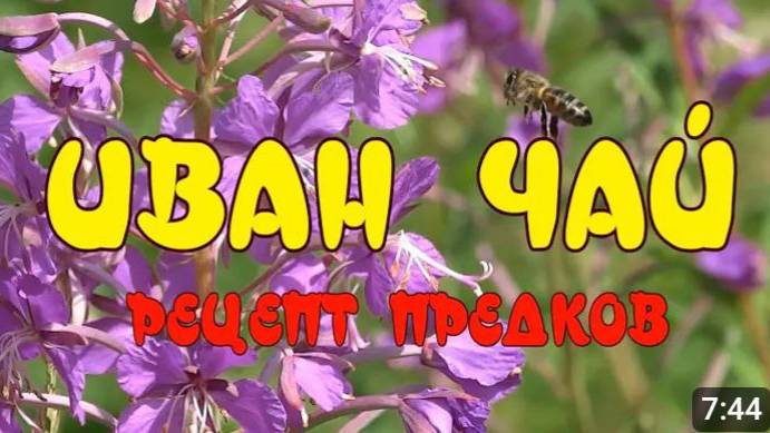 ИВАН-ЧАЙ. Заготовка, ферментация, сушка. РЕЦЕПТ ПРЕДКОВ. смотреть онлайн