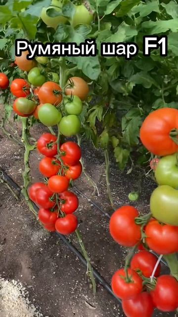 Томаты, устойчивые к кладоспориозу смотреть онлайн