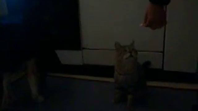 Pupilla e il Piccolo смотреть онлайн